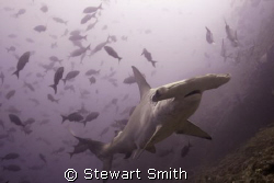 hammerhead shark 10-22mm - Alcyone Cocos by Stewart Smith 
